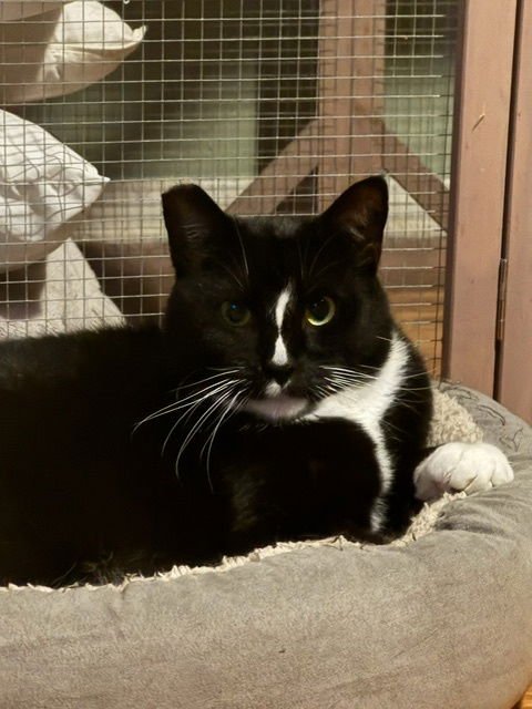 KEENA - Tuxedo available for adoption