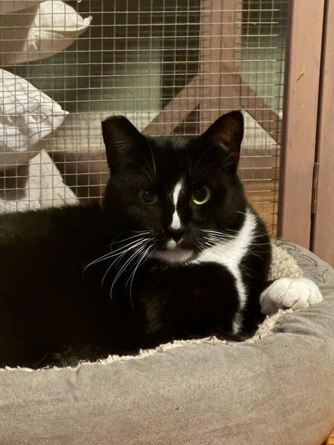 KEENA - Tuxedo available for adoption