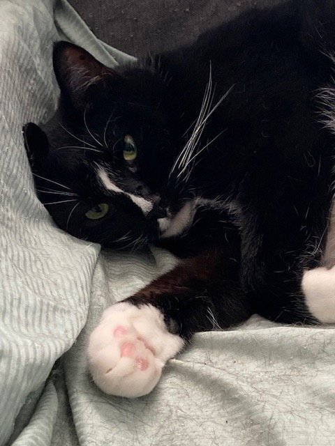 KEENA - Tuxedo available for adoption