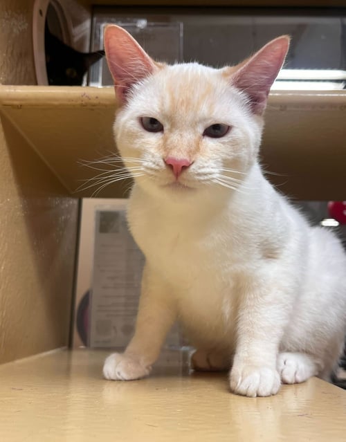 NOEL - Siamese available for adoption