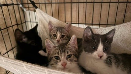 WILLOW - Domestic Short Hair available for adoption