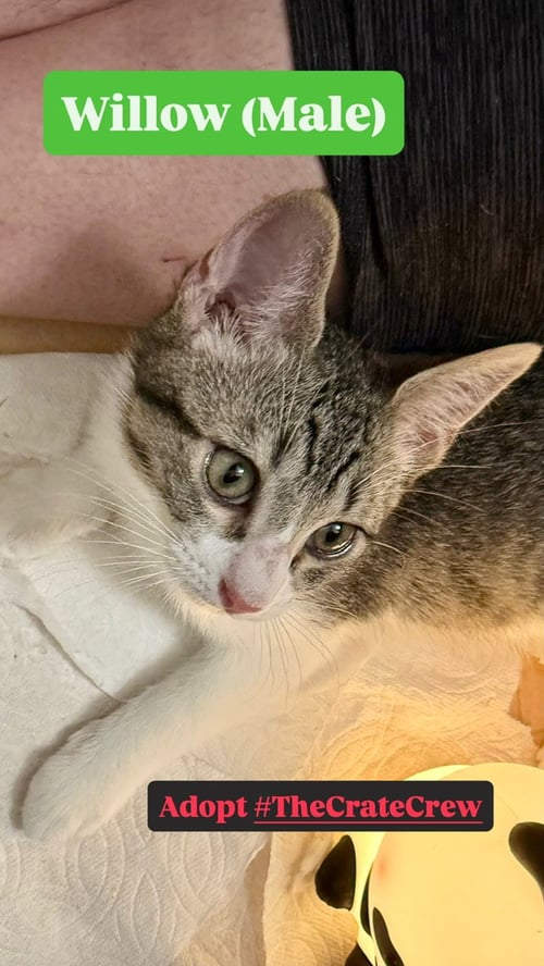 WILLOW - Domestic Short Hair available for adoption