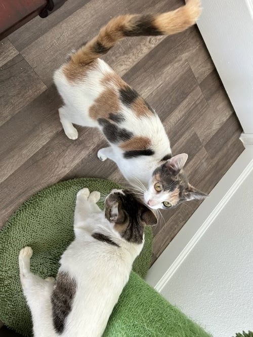 BUFFY - Domestic Short Hair / Dilute Calico available for adoption