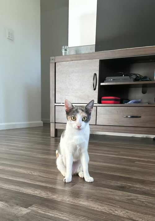 BUFFY - Domestic Short Hair / Dilute Calico available for adoption