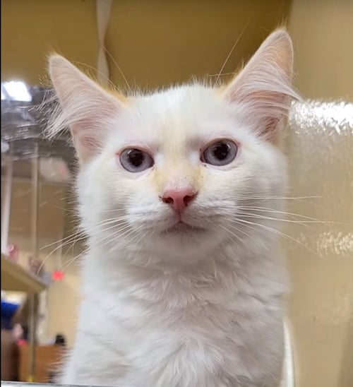 MILO - Siamese available for adoption