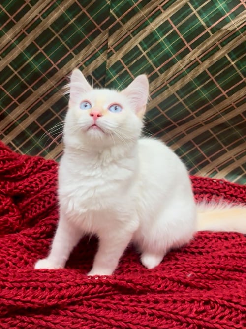 MILO - Siamese available for adoption