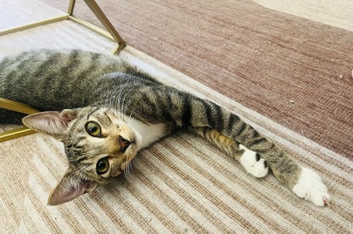ANDREW MEWCARTHY - Domestic Short Hair available for adoption
