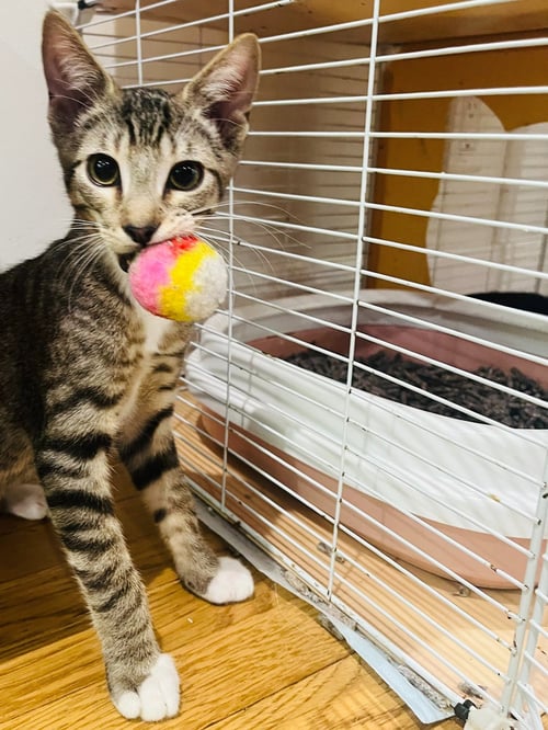 ANDREW MEWCARTHY - Domestic Short Hair available for adoption