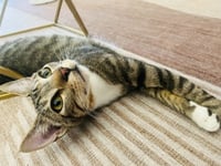 ANDREW MEWCARTHY - Photo 5
