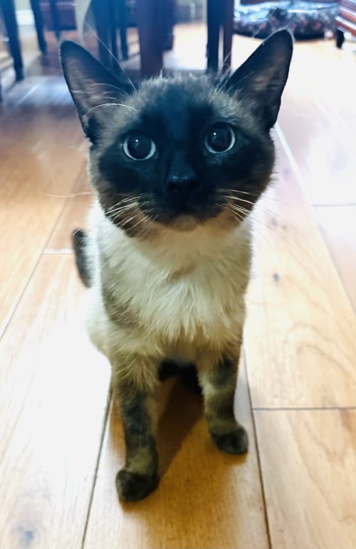 BLUE - Siamese available for adoption