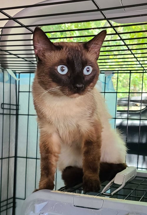 BLUE - Siamese available for adoption