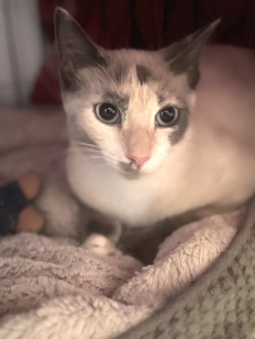 BAMBI - Siamese available for adoption