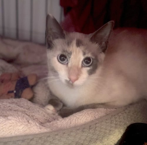BAMBI - Siamese available for adoption