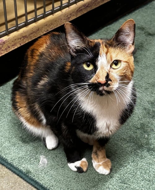PORTIA - Domestic Short Hair available for adoption