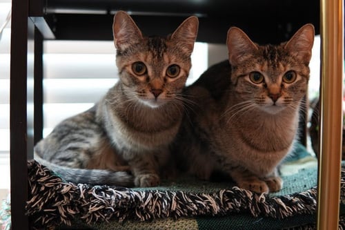 THELMA (AND LOUISE) - Domestic Short Hair available for adoption