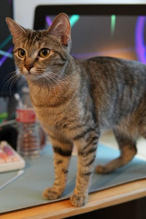 THELMA (AND LOUISE) - Domestic Short Hair available for adoption
