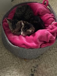 Indiana - Photo 10