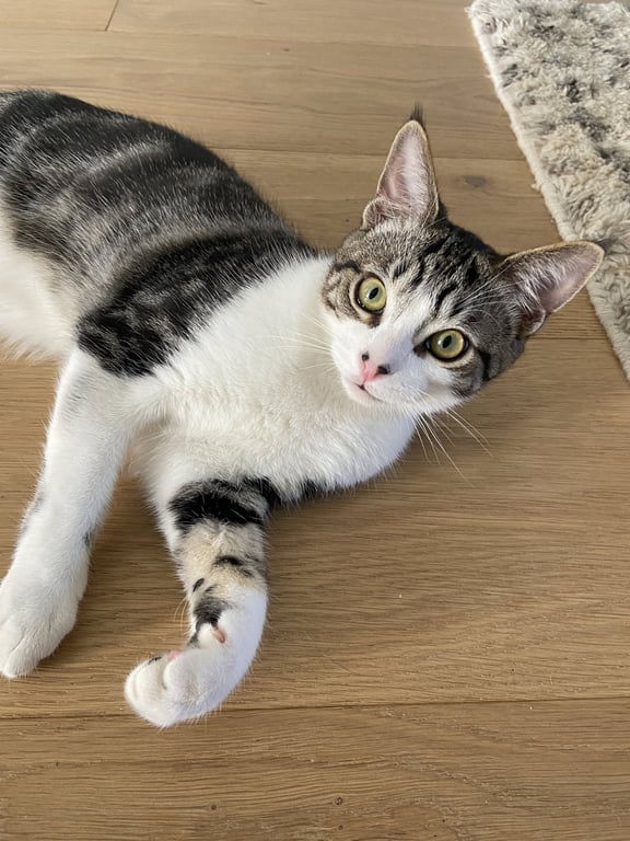 Indiana Image