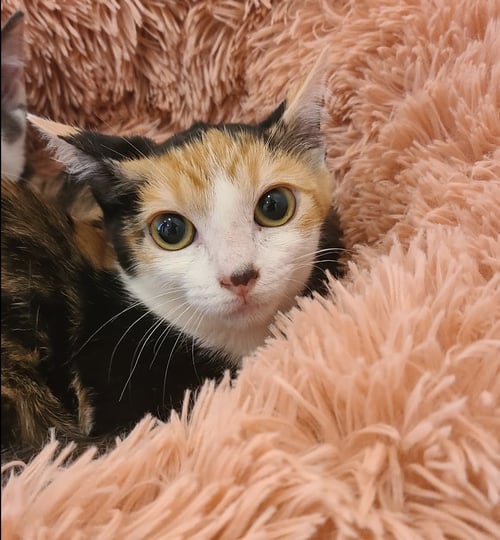 SZECHUAN - Domestic Medium Hair / Calico available for adoption