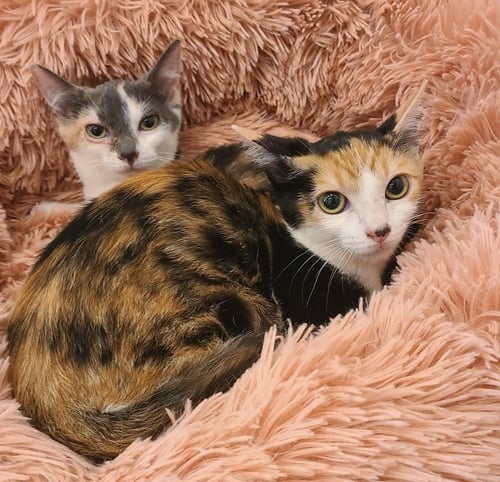 SZECHUAN - Domestic Medium Hair / Calico available for adoption