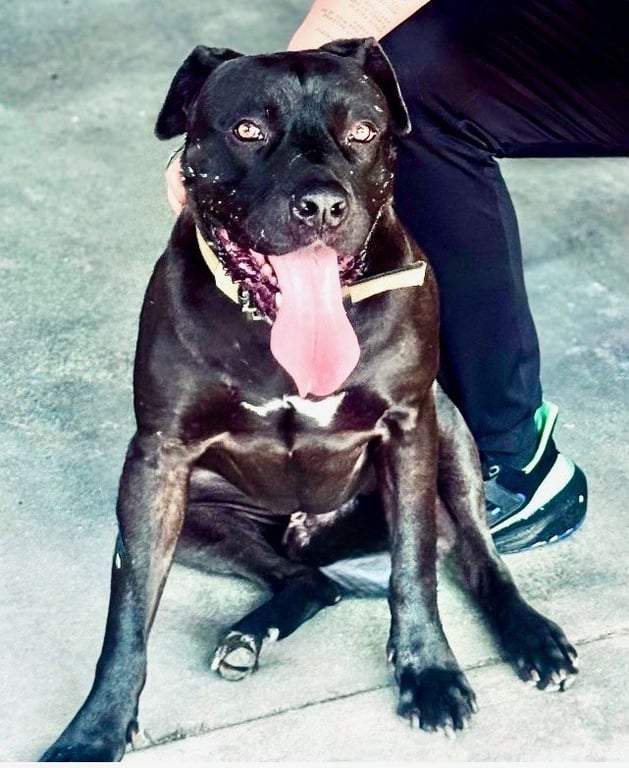 Milo Image