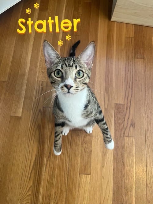 STATLER - Domestic Short Hair / Bengal available for adoption