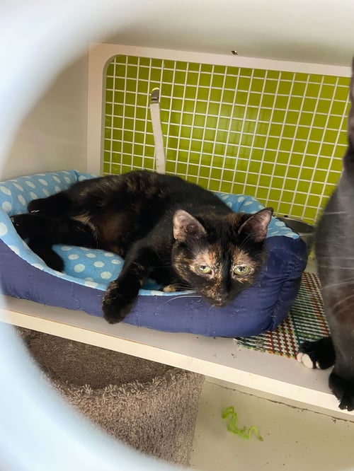 MINERVA MCGONAGALL - Domestic Short Hair / Tortoiseshell available for adoption