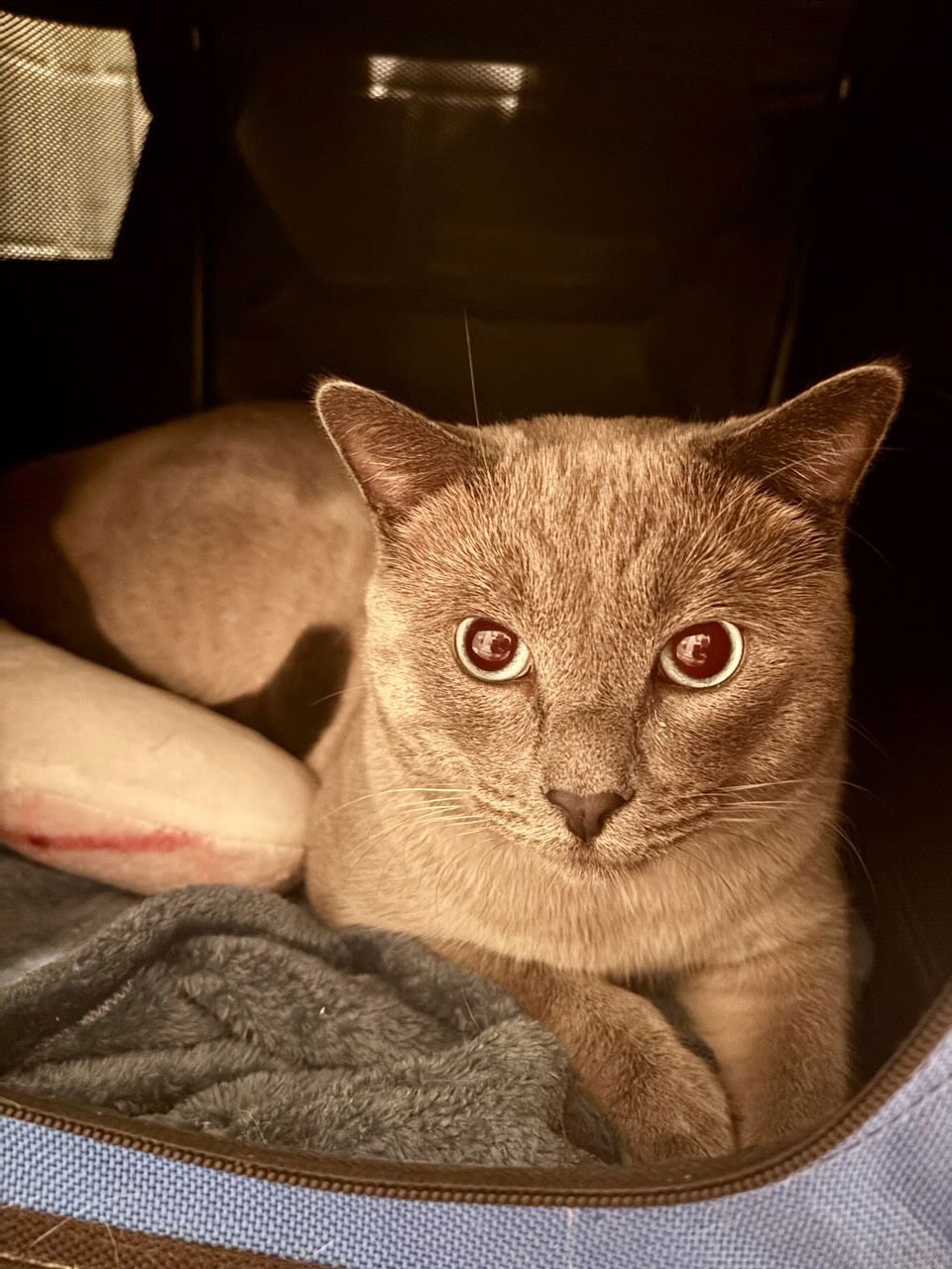 FRANKIE - Siamese available for adoption