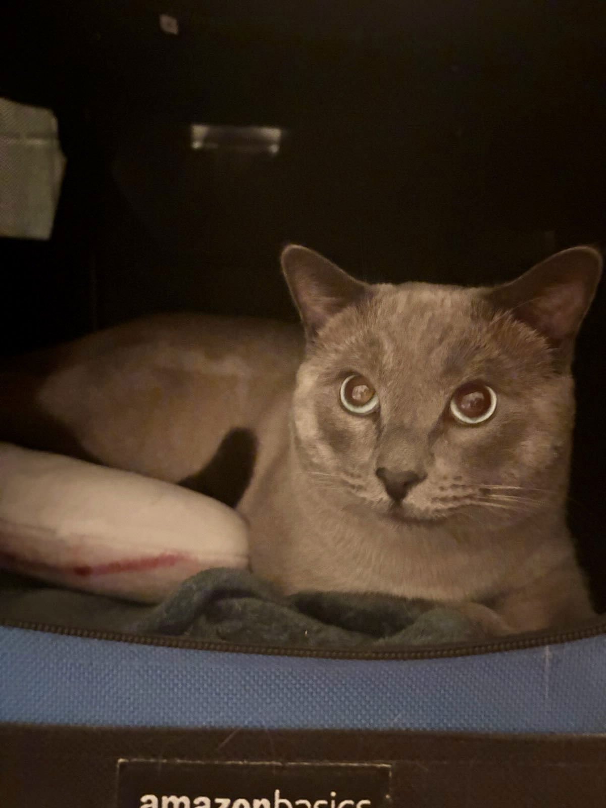 FRANKIE - Siamese available for adoption