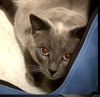 Frankie - Photo 4