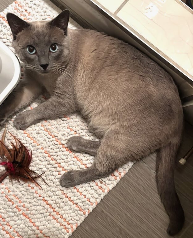 Frankie Image
