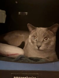 Frankie - Photo 3