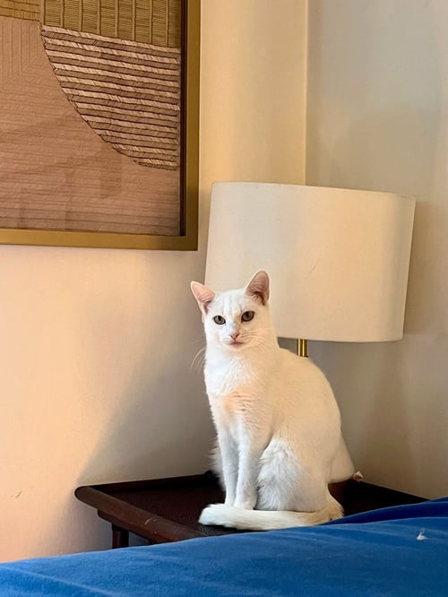 LUCY - Domestic Short Hair available for adoption