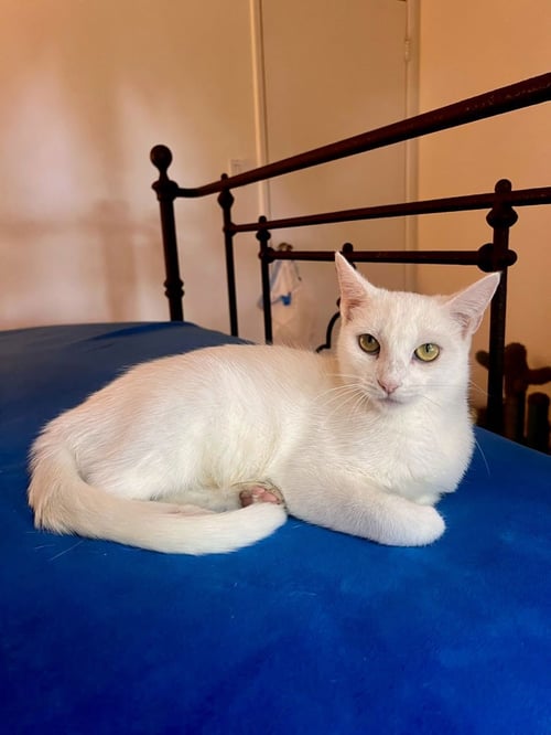 LUCY - Domestic Short Hair available for adoption