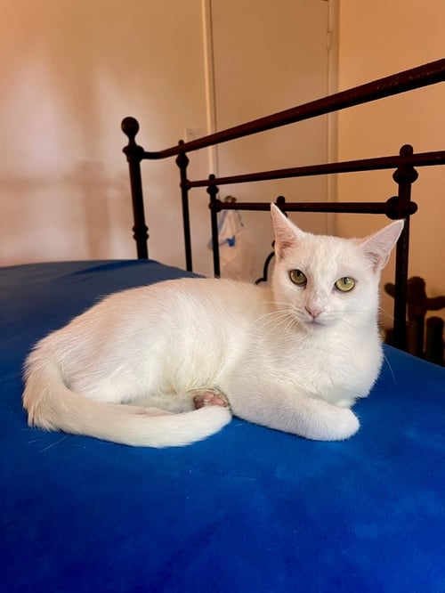 LUCY - Domestic Short Hair available for adoption