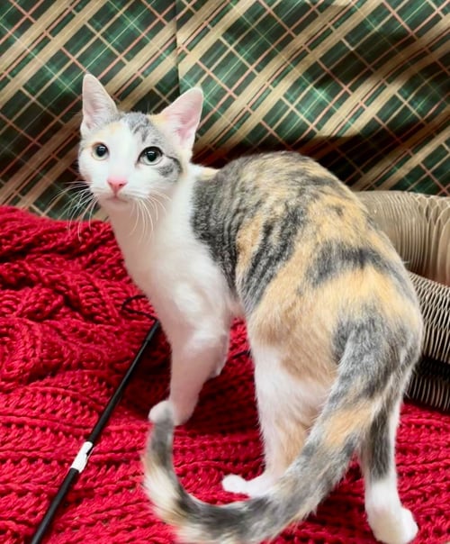 LIBBY - Domestic Short Hair / Tabby available for adoption