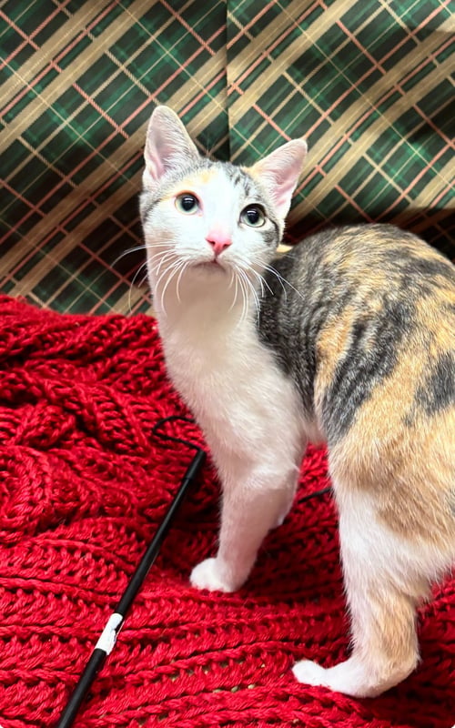 LIBBY - Domestic Short Hair / Tabby available for adoption
