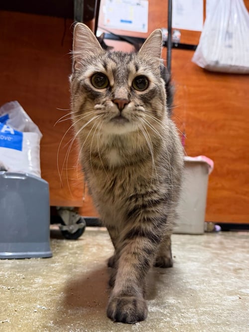 CARMEN - Domestic Medium Hair / Tiger available for adoption