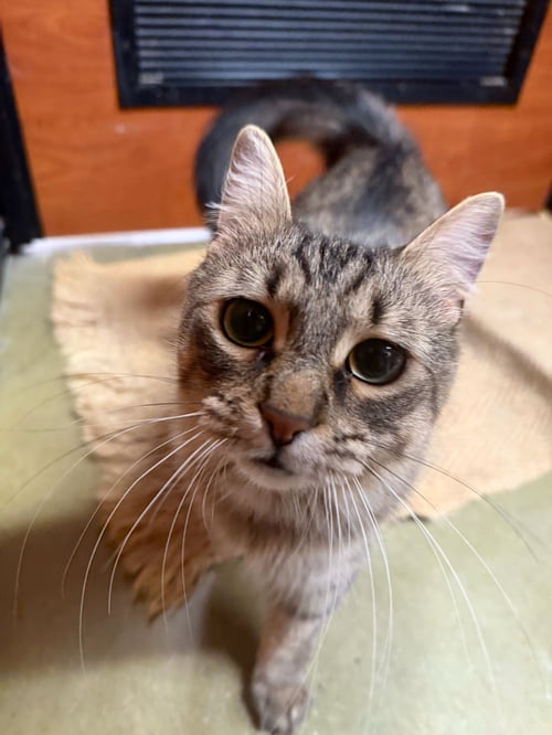 CARMEN - Domestic Medium Hair / Tiger available for adoption