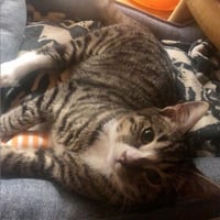 Alfie - Photo 11