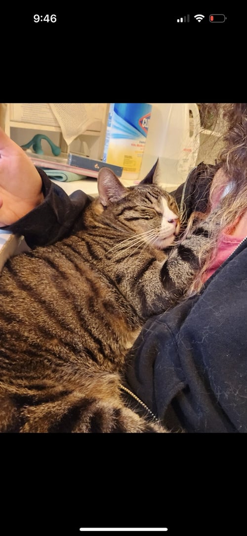 ALFIE - Domestic Short Hair / Tiger available for adoption