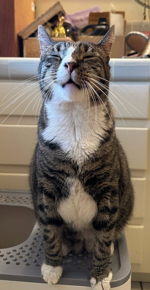 ALFIE - Domestic Short Hair / Tiger available for adoption