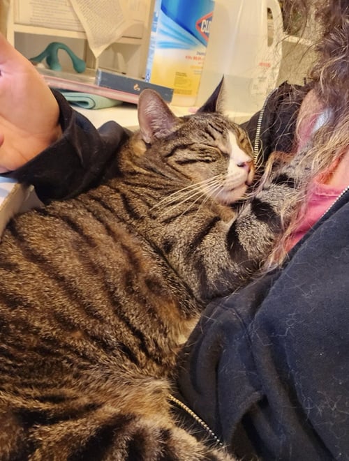 ALFIE - Domestic Short Hair / Tiger available for adoption