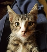 Alfie - Photo 10