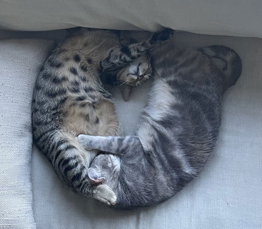 Rebel (and Tiny) Image