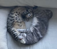 Rebel (and Tiny) - Photo 1