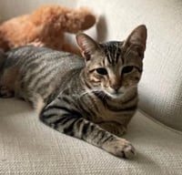 Rebel (and Tiny) - Photo 11