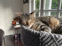 Rebel (and Tiny) - Photo 3