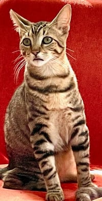 Rebel (and Tiny) - Photo 5