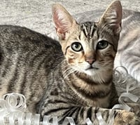 Rebel (and Tiny) - Photo 6